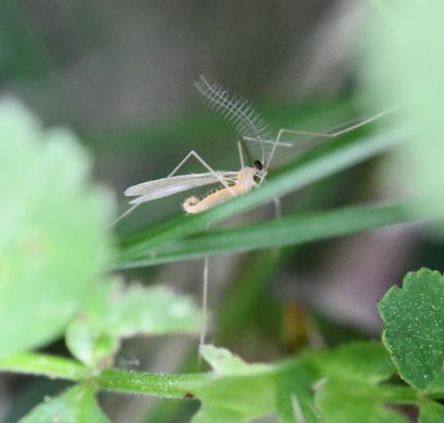 Porricondylinae